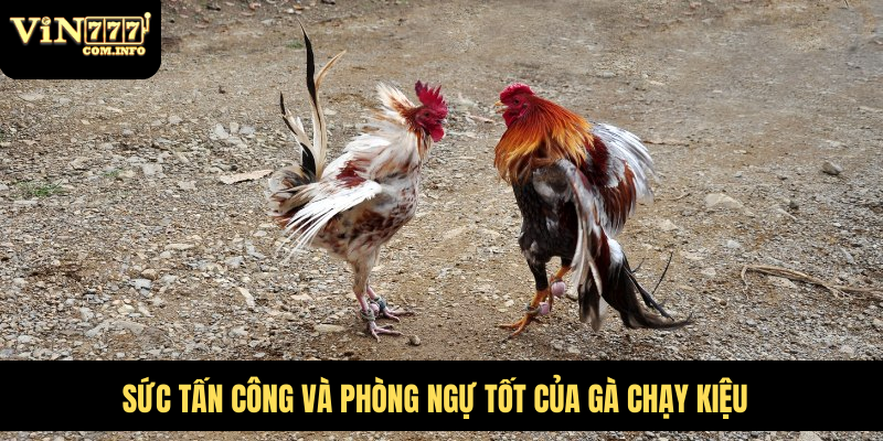 Sức tấn công và phòng ngự tốt của gà chạy kiệu