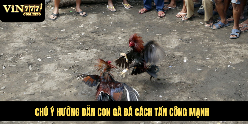 Chú ý hướng dẫn con gà đá cách tấn công mạnh