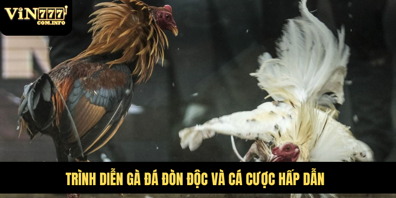 Gà Đá Đòn Độc Tích Cực Ra Đòn, Tạo Ra Bước Đột Phá Lớn 2 Trình diễn gà đá đòn độc và cá cược hấp dẫn