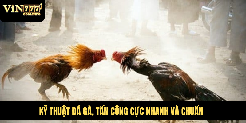Gà Đá Đòn Độc Tích Cực Ra Đòn, Tạo Ra Bước Đột Phá Lớn 4 Cần huấn luyện tích cực để gà quen cách tấn công