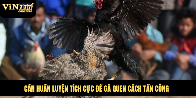 Gà Đá Đòn Độc Tích Cực Ra Đòn, Tạo Ra Bước Đột Phá Lớn 3 Kỹ thuật đá gà, tấn công cực nhanh và chuẩn