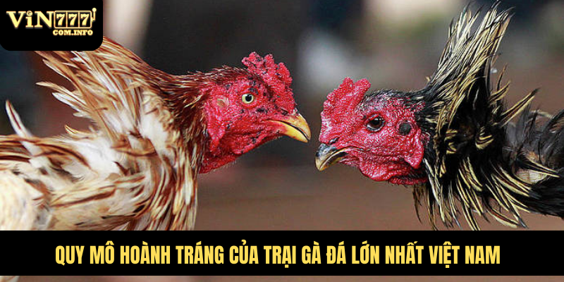 trại gà đá lớn nhất việt nam