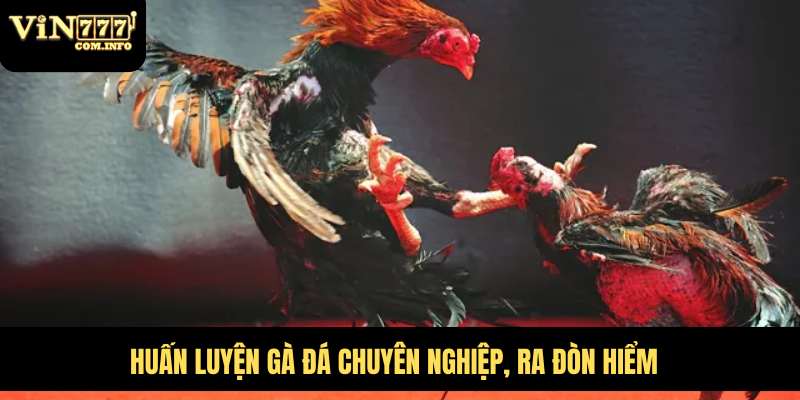 Huấn luyện gà đá chuyên nghiệp, ra đòn hiểm